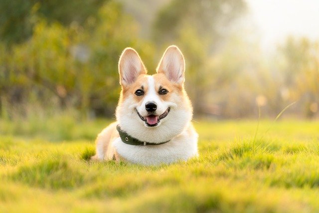 Top 5 des races de chiens idéales pour la vie en appartement