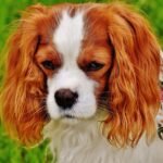 Chien Cavalier : Les Aspects Essentiels de ce Magnifique Compagnon Royal