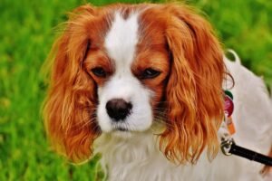 Read more about the article Chien Cavalier : Les Aspects Essentiels de ce Magnifique Compagnon Royal