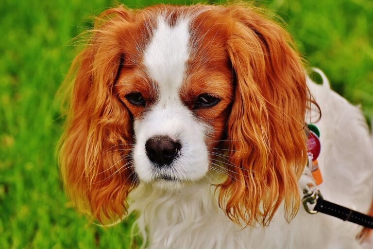 Chien Cavalier : Les Aspects Essentiels de ce Magnifique Compagnon Royal