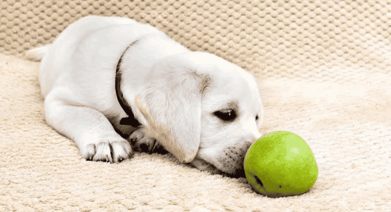 Un chien heureux posant à côté d'une pomme, illustrant les bienfaits et précautions de l'alimentation avec des pommes pour chiens.